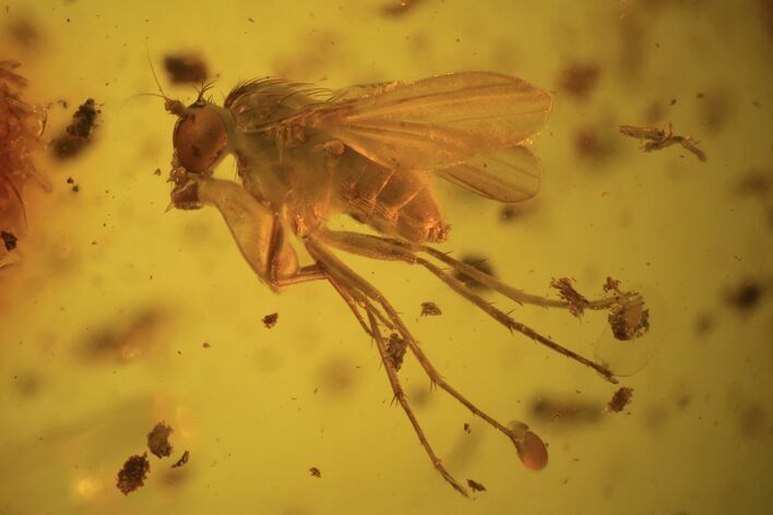 mm Fossil Fly (Diptera) In Baltic Amber #123376